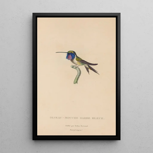 Histoire naturelle des oiseaux-mouches Pl05 - René Primevère Lesson — ingelijst kunstwerk aan de muur