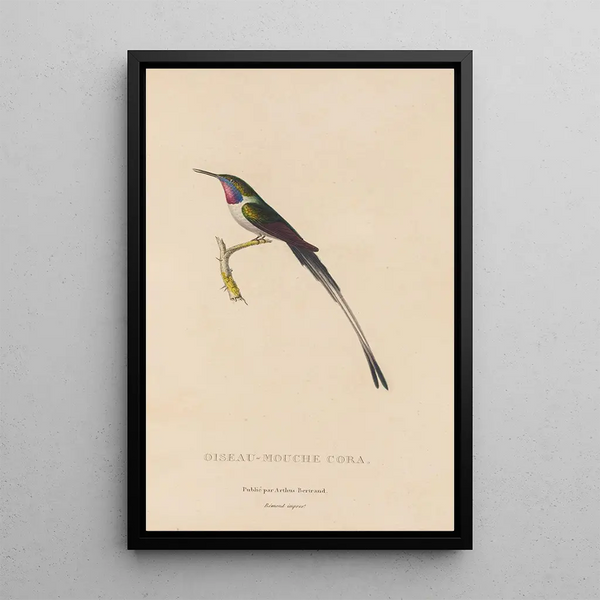 Histoire naturelle des oiseaux-mouches Pl06 - René Primevère Lesson — ingelijst kunstwerk aan de muur