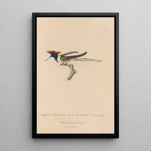 Histoire naturelle des oiseaux-mouches Pl07 - René Primevère Lesson — ingelijst kunstwerk aan de muur