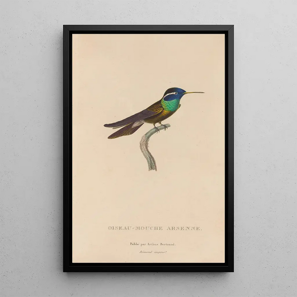 Histoire naturelle des oiseaux-mouches Pl09 - René Primevère Lesson — ingelijst kunstwerk aan de muur