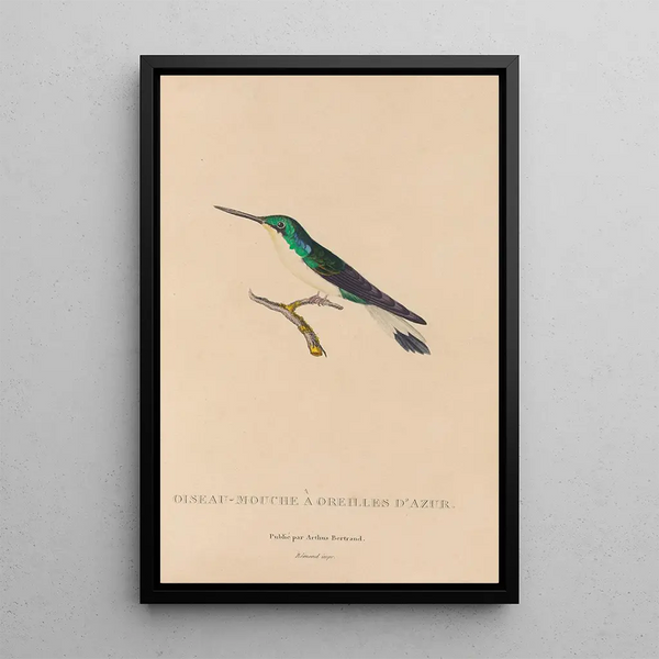 Histoire naturelle des oiseaux-mouches Pl10 - René Primevère Lesson — ingelijst kunstwerk aan de muur