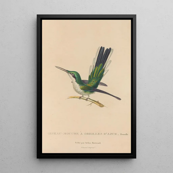 Histoire naturelle des oiseaux-mouches Pl11 - René Primevère Lesson — ingelijst kunstwerk aan de muur