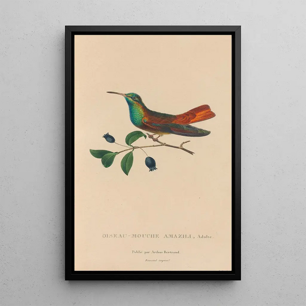 Histoire naturelle des oiseaux-mouches Pl13 - René Primevère Lesson — ingelijst kunstwerk aan de muur