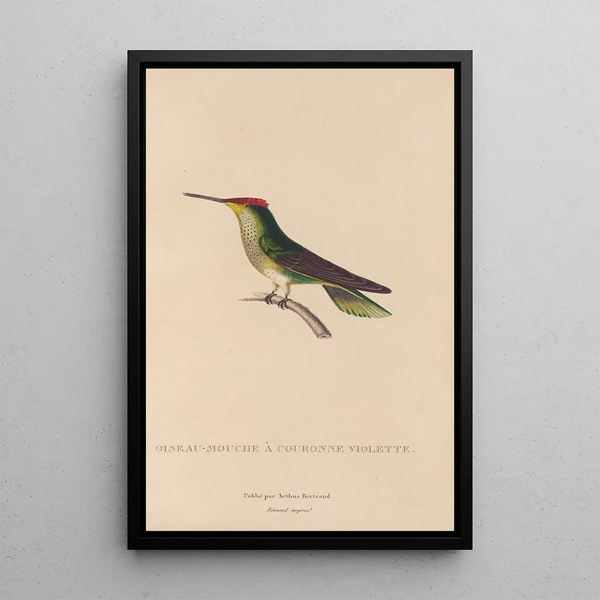 Histoire naturelle des oiseaux-mouches Pl14 - René Primevère Lesson — ingelijst kunstwerk aan de muur
