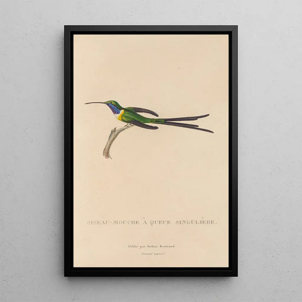 Histoire naturelle des oiseaux-mouches Pl15 - René Primevère Lesson — ingelijst kunstwerk aan de muur