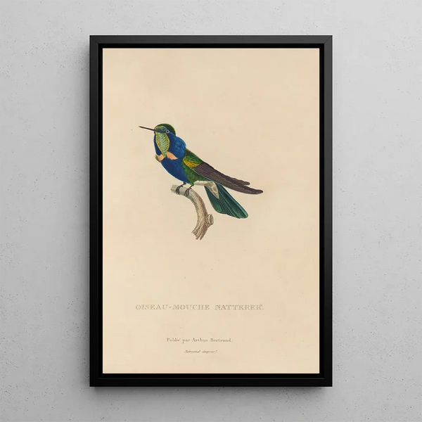 Histoire naturelle des oiseaux-mouches Pl16 - René Primevère Lesson — ingelijst kunstwerk aan de muur