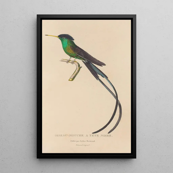 Histoire naturelle des oiseaux-mouches Pl17 - René Primevère Lesson — ingelijst kunstwerk aan de muur