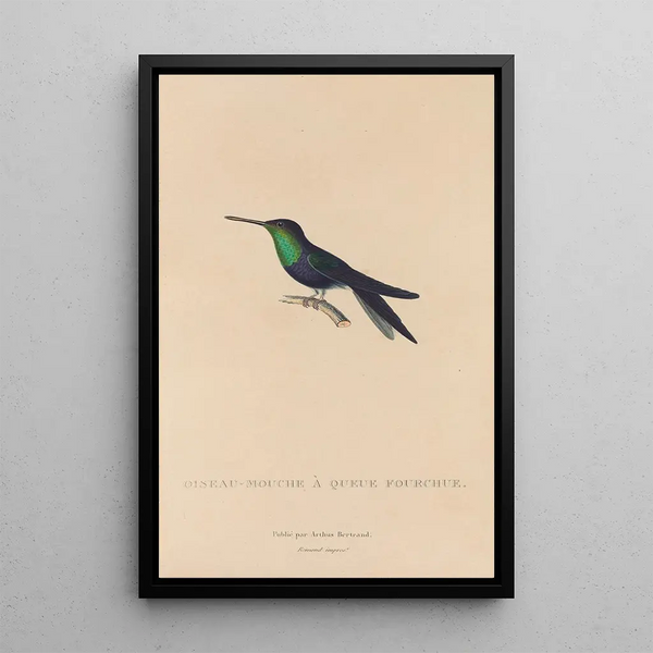 Histoire naturelle des oiseaux-mouches Pl18 - René Primevère Lesson — ingelijst kunstwerk aan de muur