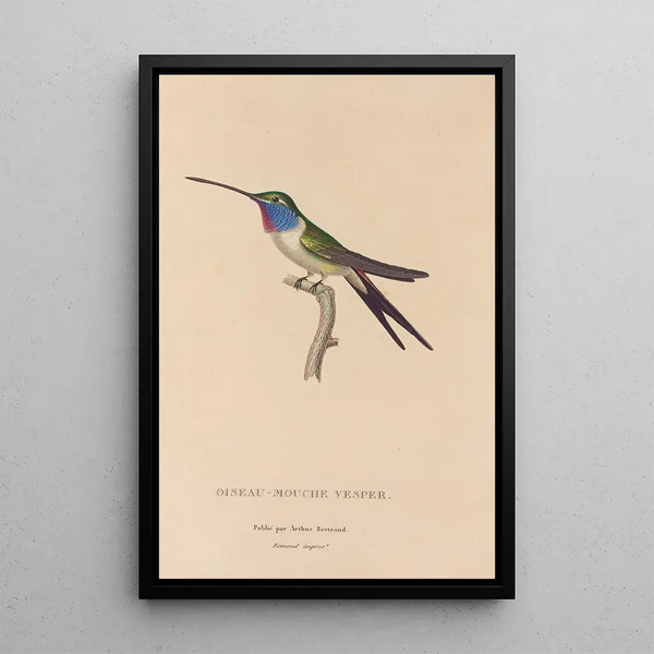 Histoire naturelle des oiseaux-mouches Pl19 - René Primevère Lesson — ingelijst kunstwerk aan de muur