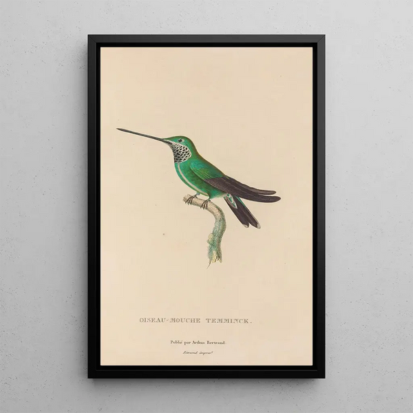 Histoire naturelle des oiseaux-mouches Pl20 - René Primevère Lesson — ingelijst kunstwerk aan de muur