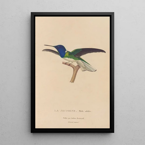 Histoire naturelle des oiseaux-mouches Pl21 - René Primevère Lesson — ingelijst kunstwerk aan de muur