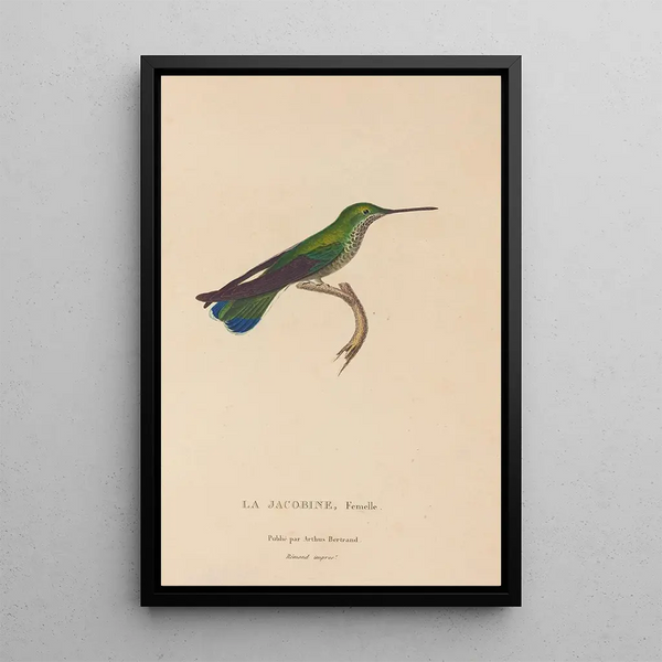 Histoire naturelle des oiseaux-mouches Pl22 - René Primevère Lesson — ingelijst kunstwerk aan de muur