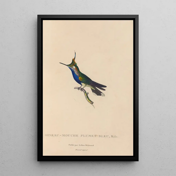 Histoire naturelle des oiseaux-mouches Pl23 - René Primevère Lesson — ingelijst kunstwerk aan de muur