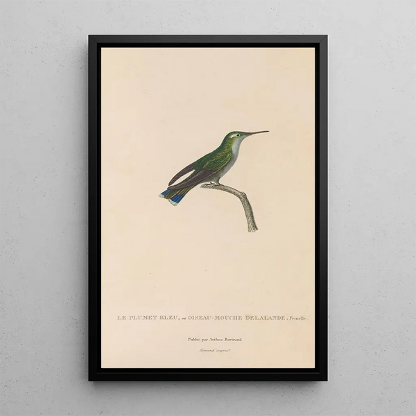 Histoire naturelle des oiseaux-mouches Pl24 - René Primevère Lesson — ingelijst kunstwerk aan de muur