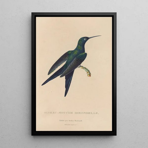 Histoire naturelle des oiseaux-mouches Pl25 - René Primevère Lesson — ingelijst kunstwerk aan de muur