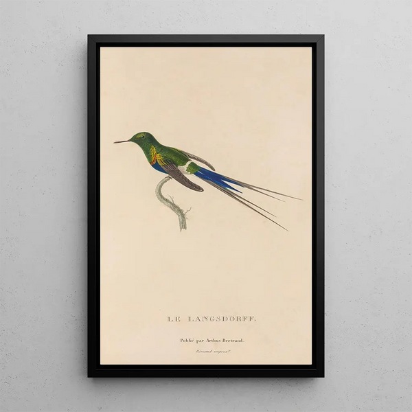 Histoire naturelle des oiseaux-mouches Pl26 - René Primevère Lesson — ingelijst kunstwerk aan de muur