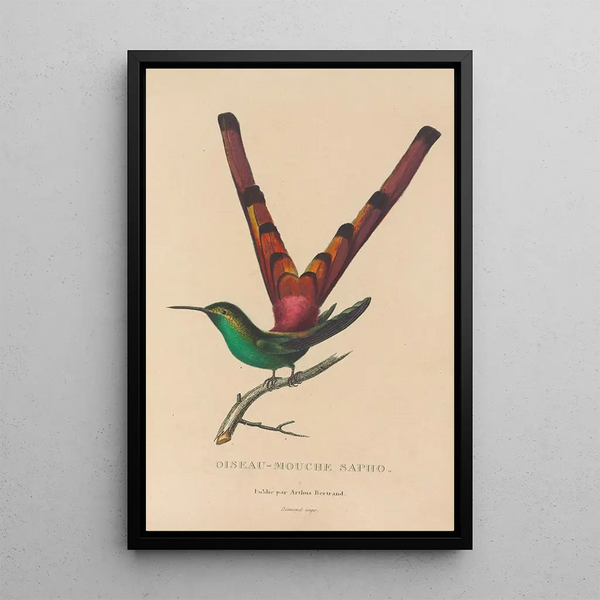 Histoire naturelle des oiseaux-mouches Pl27 - René Primevère Lesson — ingelijst kunstwerk aan de muur