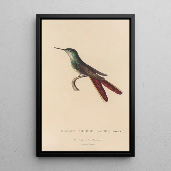 Histoire naturelle des oiseaux-mouches Pl28 - René Primevère Lesson — ingelijst kunstwerk aan de muur