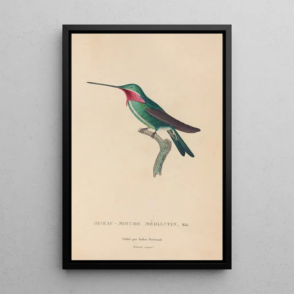 Histoire naturelle des oiseaux-mouches Pl29 - René Primevère Lesson — ingelijst kunstwerk aan de muur