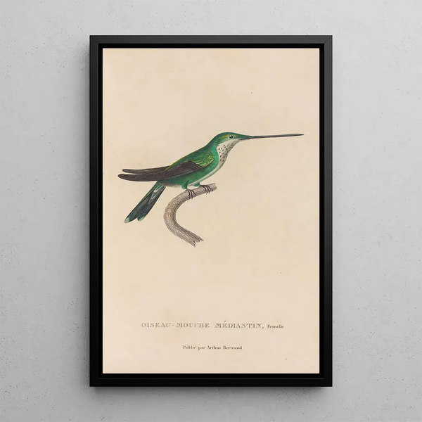Histoire naturelle des oiseaux-mouches Pl30 - René Primevère Lesson — ingelijst kunstwerk aan de muur