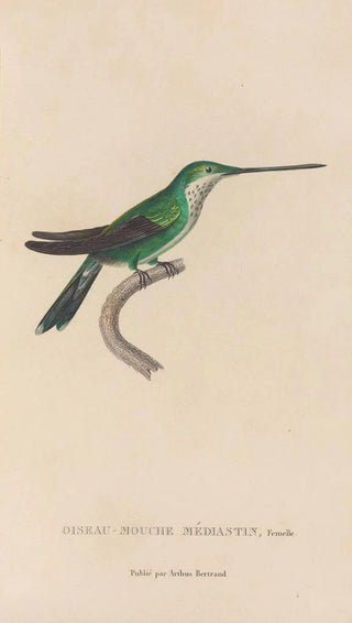 RenPrimevre Lesson - Histoire naturelle des oiseauxmouches Pl30.webp