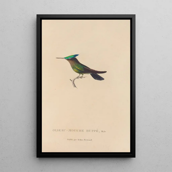 Histoire naturelle des oiseaux-mouches Pl31 - René Primevère Lesson — ingelijst kunstwerk aan de muur