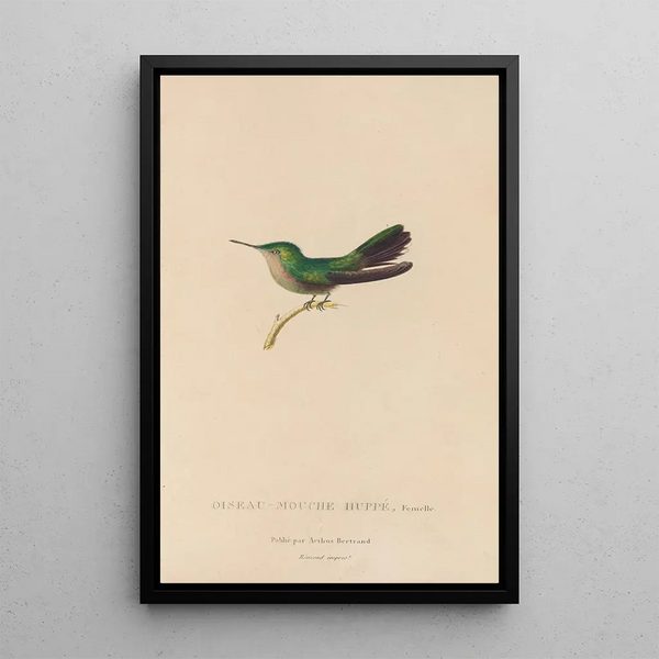 Histoire naturelle des oiseaux-mouches Pl32 - René Primevère Lesson — ingelijst kunstwerk aan de muur