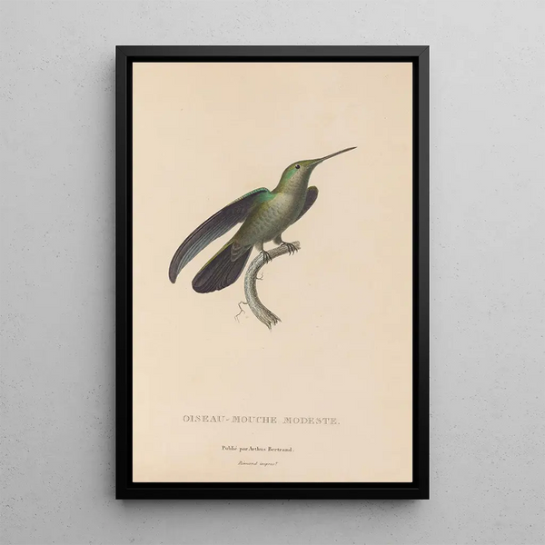 Histoire naturelle des oiseaux-mouches Pl33 - René Primevère Lesson — ingelijst kunstwerk aan de muur