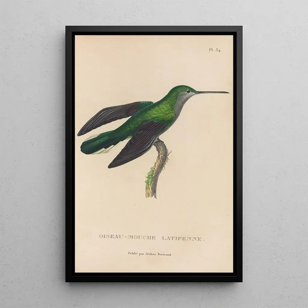 Histoire naturelle des oiseaux-mouches Pl34 - René Primevère Lesson — ingelijst kunstwerk aan de muur