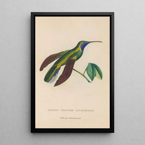 Histoire naturelle des oiseaux-mouches Pl35 - René Primevère Lesson — ingelijst kunstwerk aan de muur