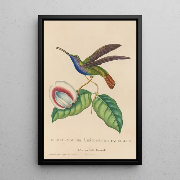 Histoire naturelle des oiseaux-mouches Pl36 - René Primevère Lesson — ingelijst kunstwerk aan de muur