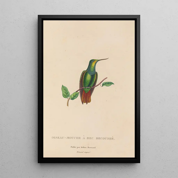 Histoire naturelle des oiseaux-mouches Pl37 - René Primevère Lesson — ingelijst kunstwerk aan de muur