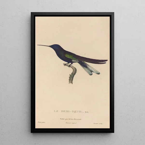 Histoire naturelle des oiseaux-mouches Pl38 - René Primevère Lesson — ingelijst kunstwerk aan de muur