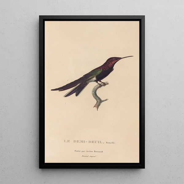 Histoire naturelle des oiseaux-mouches Pl39 - René Primevère Lesson — ingelijst kunstwerk aan de muur
