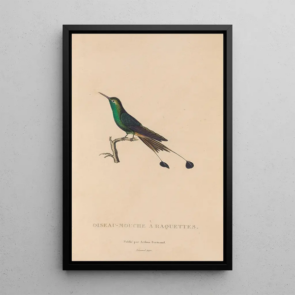 Histoire naturelle des oiseaux-mouches Pl40 - René Primevère Lesson — ingelijst kunstwerk aan de muur