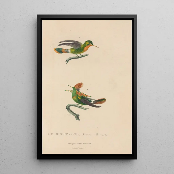 Histoire naturelle des oiseaux-mouches Pl41 - René Primevère Lesson — ingelijst kunstwerk aan de muur