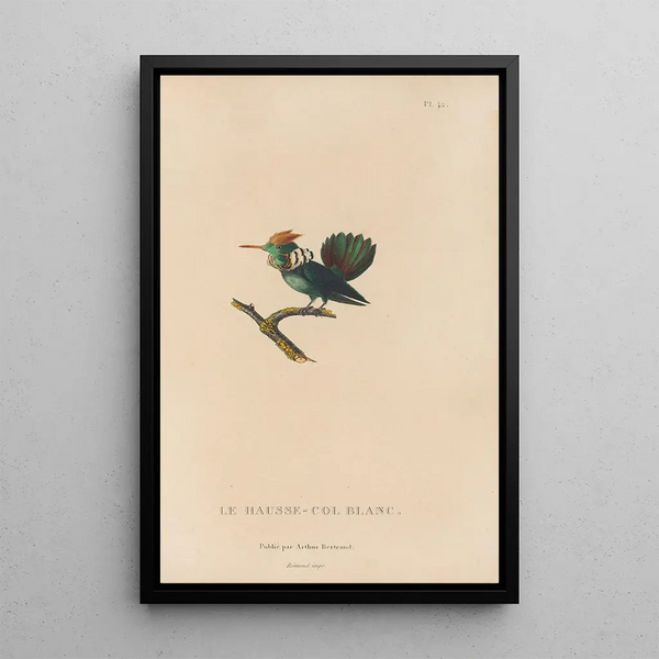 Histoire naturelle des oiseaux-mouches Pl42 - René Primevère Lesson — ingelijst kunstwerk aan de muur