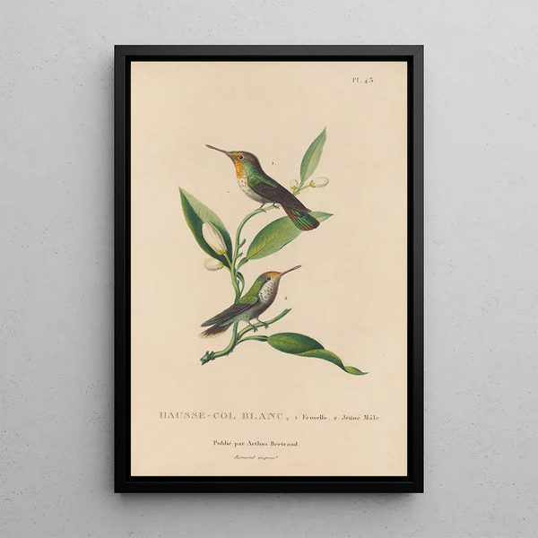 Histoire naturelle des oiseaux-mouches Pl43 - René Primevère Lesson — ingelijst kunstwerk aan de muur
