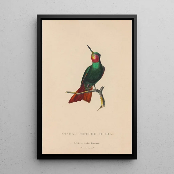 Histoire naturelle des oiseaux-mouches Pl44 - René Primevère Lesson — ingelijst kunstwerk aan de muur