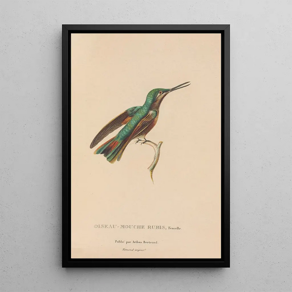 Histoire naturelle des oiseaux-mouches Pl45 - René Primevère Lesson — ingelijst kunstwerk aan de muur