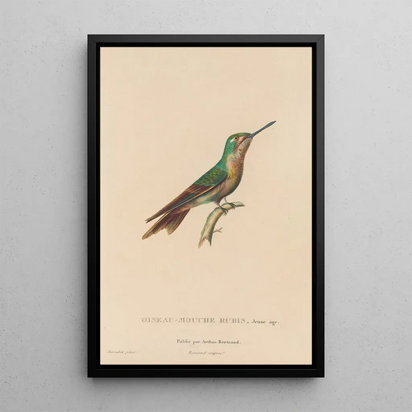 Histoire naturelle des oiseaux-mouches Pl46 - René Primevère Lesson — ingelijst kunstwerk aan de muur