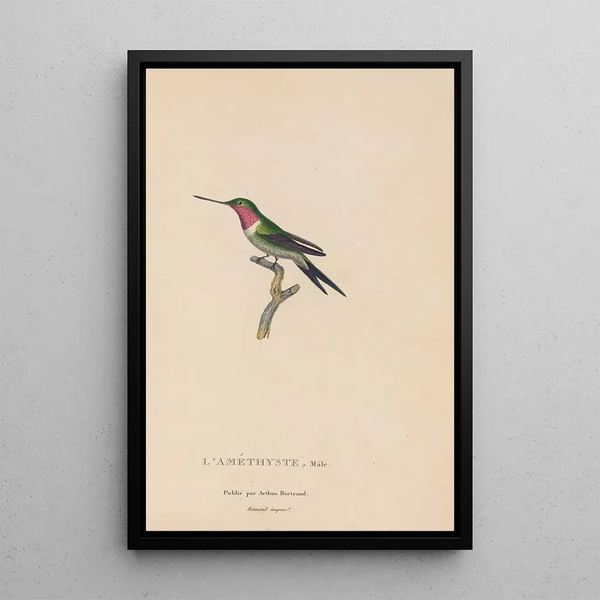 Histoire naturelle des oiseaux-mouches Pl47 - René Primevère Lesson — ingelijst kunstwerk aan de muur