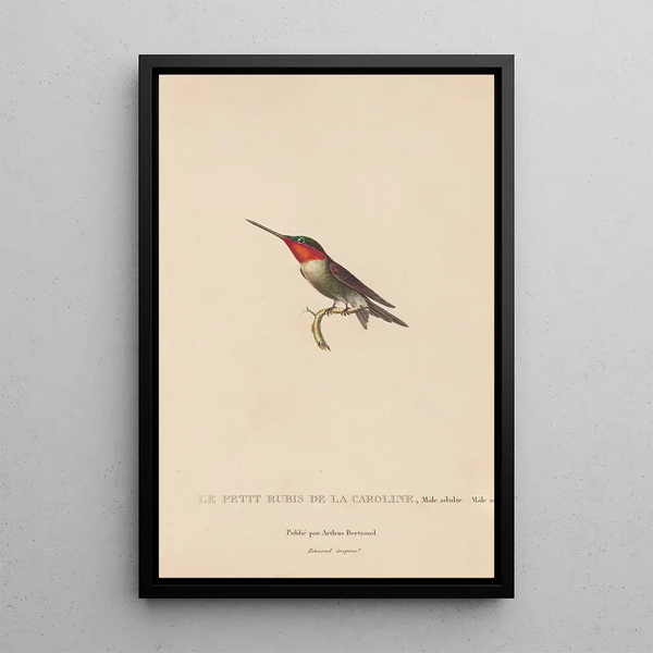 Histoire naturelle des oiseaux-mouches Pl48 - René Primevère Lesson — ingelijst kunstwerk aan de muur