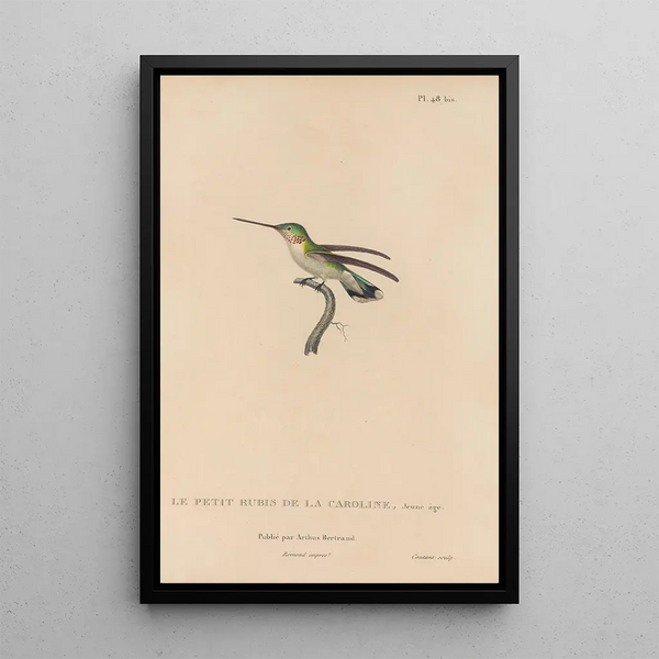 Histoire naturelle des oiseaux-mouches Pl49 - René Primevère Lesson — ingelijst kunstwerk aan de muur