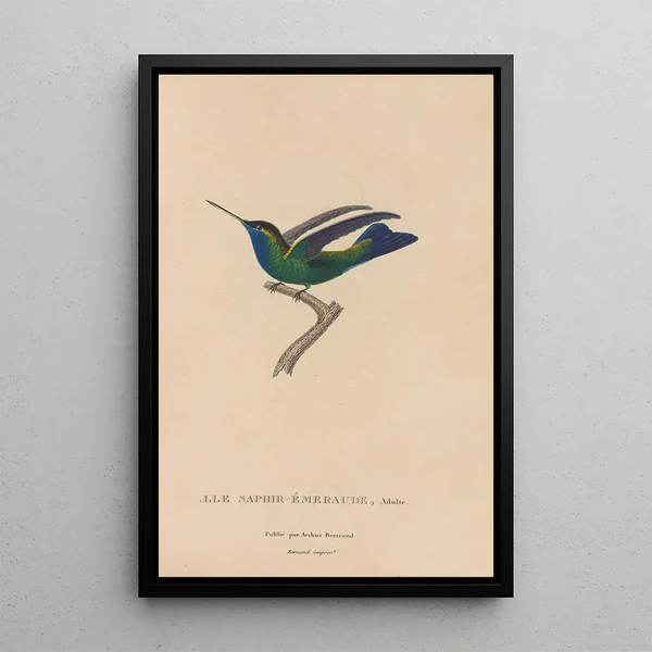 Histoire naturelle des oiseaux-mouches Pl50 - René Primevère Lesson — ingelijst kunstwerk aan de muur