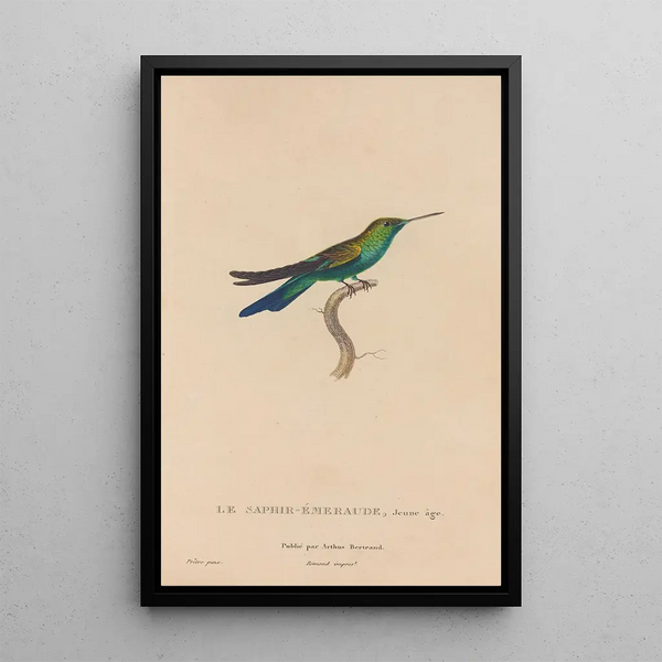 Histoire naturelle des oiseaux-mouches Pl51 - René Primevère Lesson — ingelijst kunstwerk aan de muur