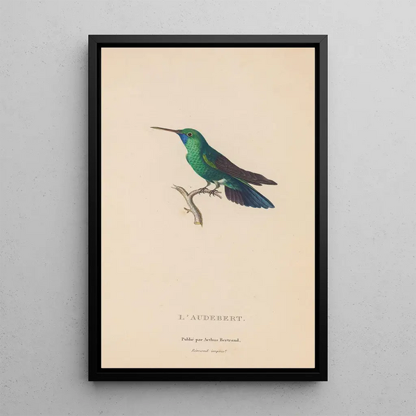Histoire naturelle des oiseaux-mouches Pl52 - René Primevère Lesson — ingelijst kunstwerk aan de muur