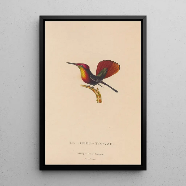Histoire naturelle des oiseaux-mouches Pl53 - René Primevère Lesson — ingelijst kunstwerk aan de muur