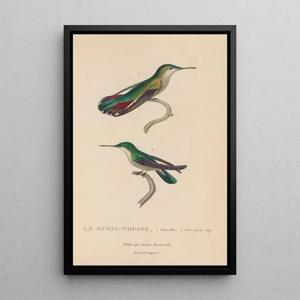 Histoire naturelle des oiseaux-mouches Pl54 - René Primevère Lesson — ingelijst kunstwerk aan de muur