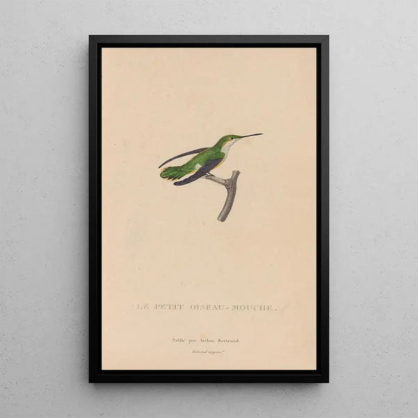 Histoire naturelle des oiseaux-mouches Pl55 - René Primevère Lesson — ingelijst kunstwerk aan de muur